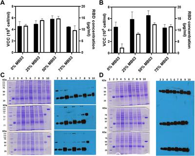 Development of a scalable single process for producing SARS-CoV-2 RBD monomer and dimer vaccine antigens